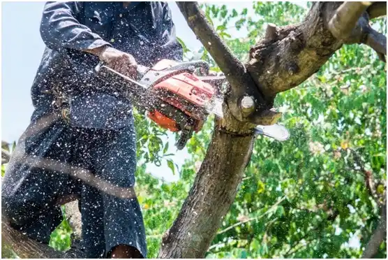 tree services Sandy Level